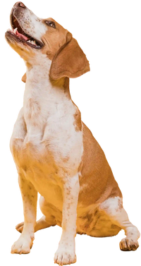 For picky dogs