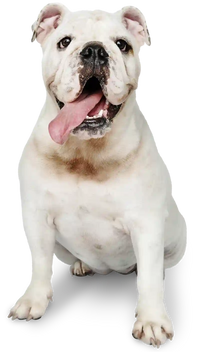 For every dog