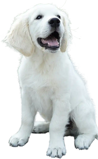 Suitable for puppies